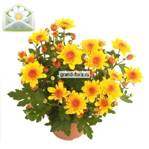 Хризантема